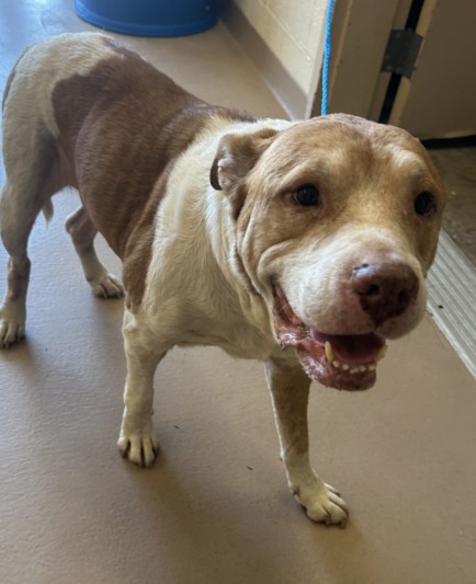 Sparky, a Pit Bull Terrier (mix breed), available for adoption