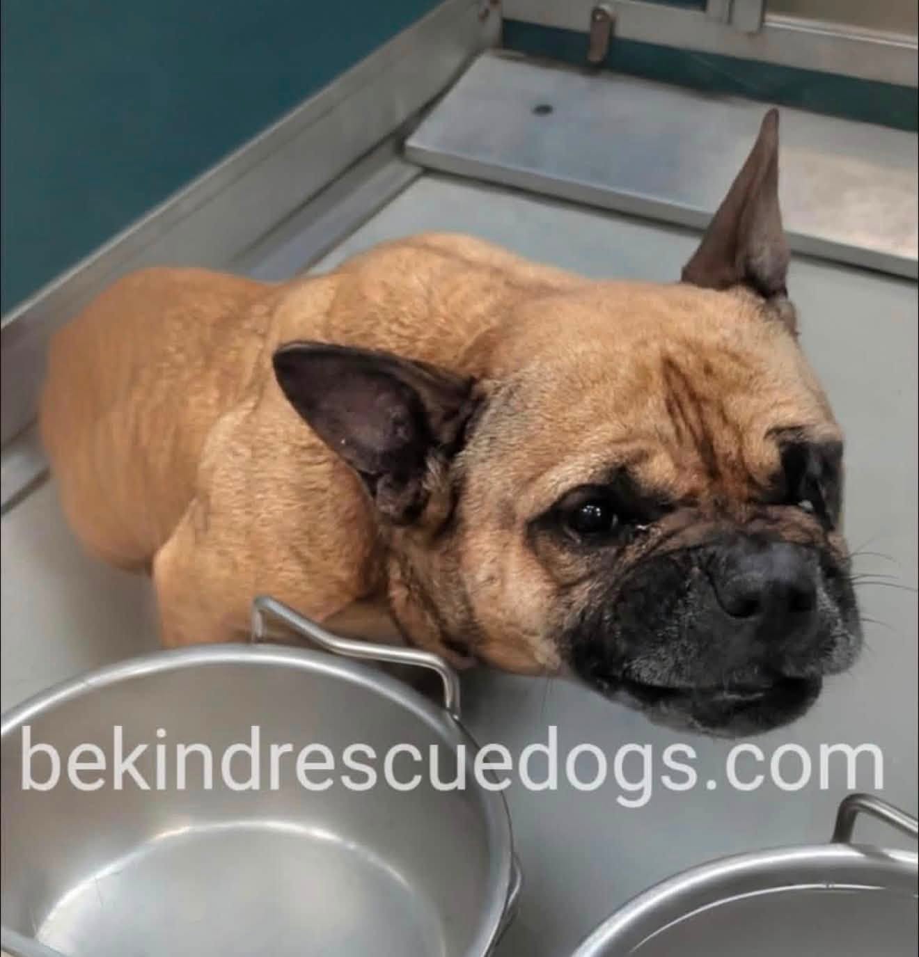 A481363, a French Bulldog, available for adoption