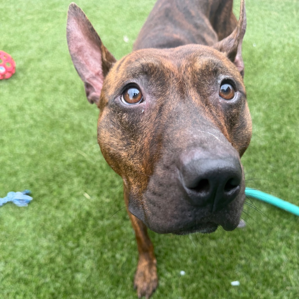 Chase, a Pit Bull Terrier, available for adoption