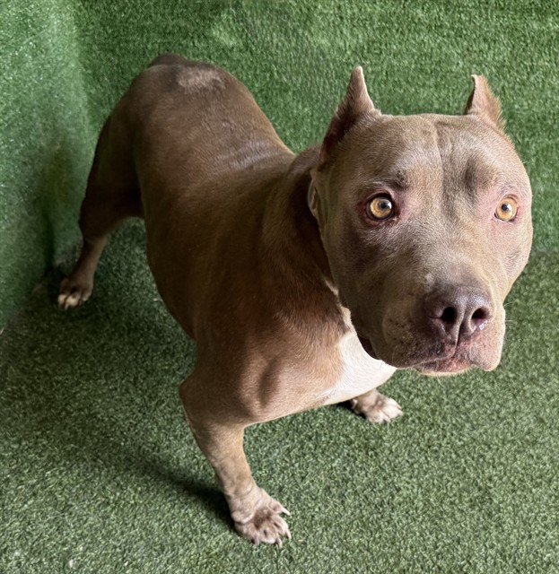 Bella, a American Bulldog, available for adoption