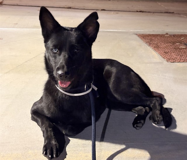 Lilith, a Labrador Retriever, available for adoption