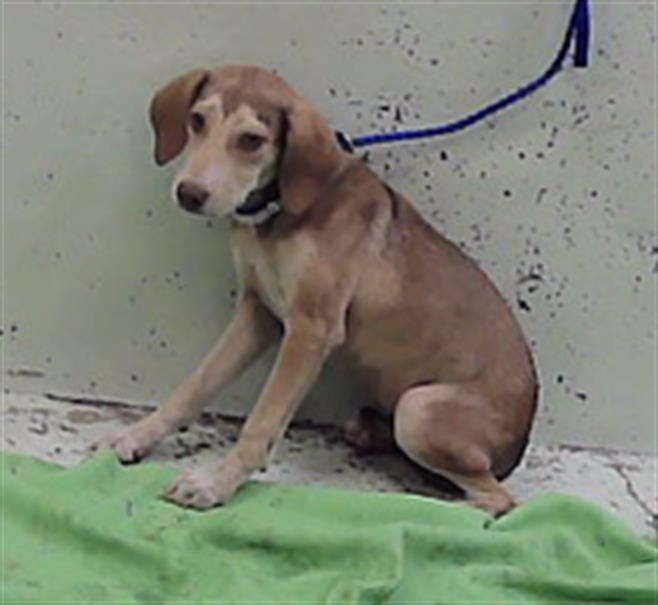 Dino, a Hound (mix breed), available for adoption