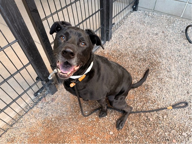 Bear, a Black Labrador Retriever (mix breed), available for adoption