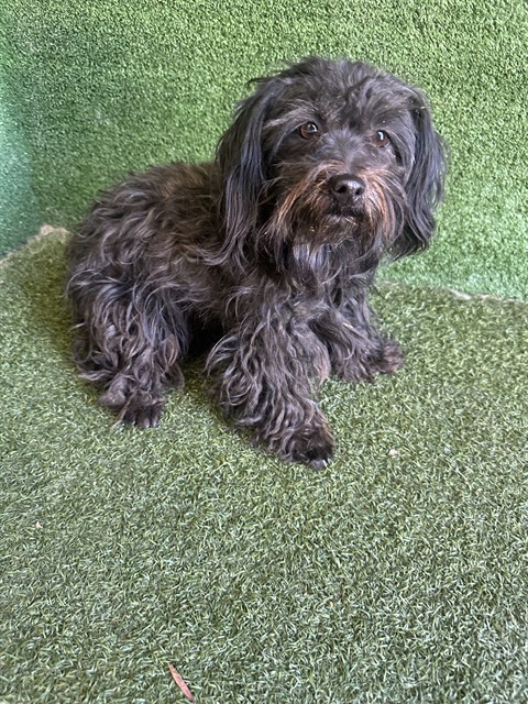 A5806035, a Poodle, available for adoption