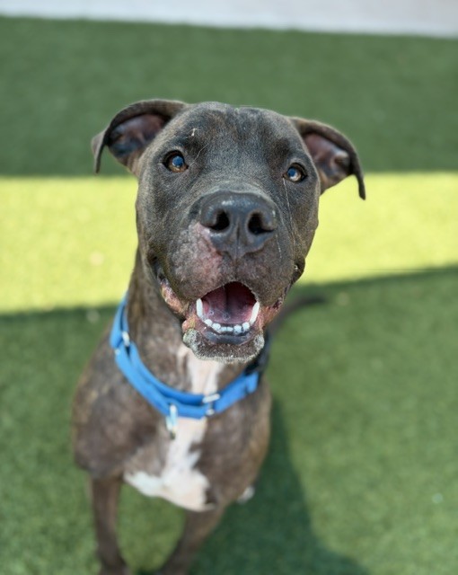Ash, a Pit Bull Terrier (mix breed), available for adoption