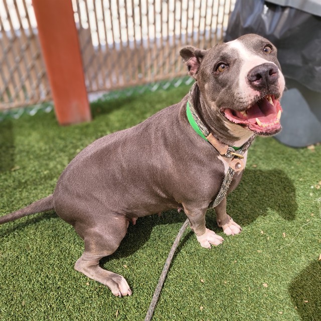Baby, a Bullmastiff (mix breed), available for adoption
