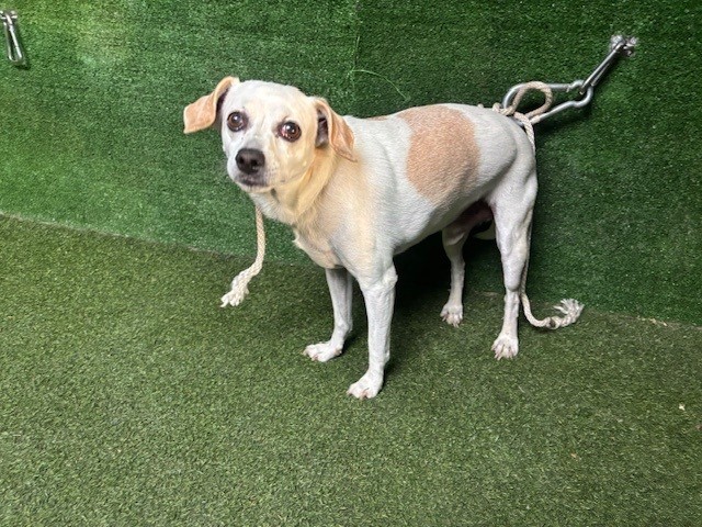 Jack, a Fox Terrier, available for adoption
