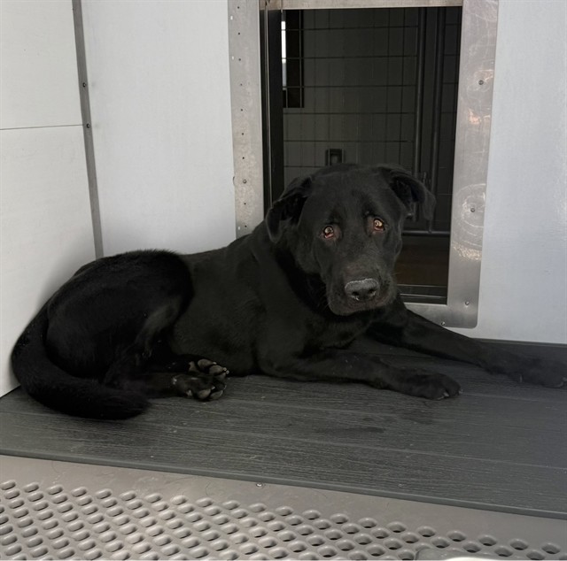 Budie, a Labrador Retriever, available for adoption