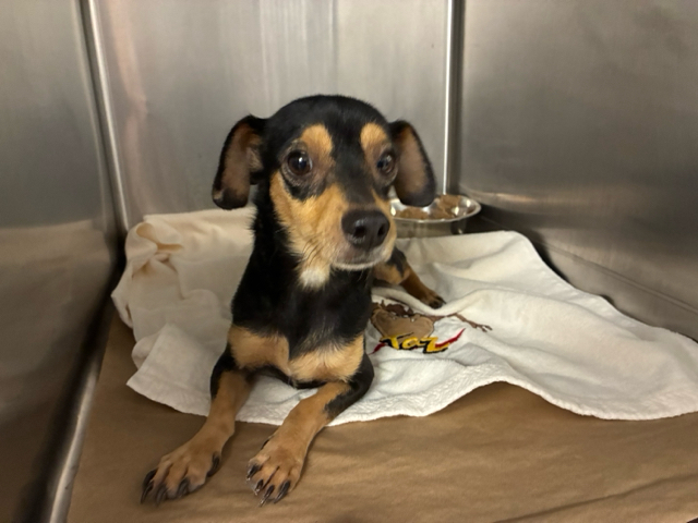 A2346779, a Chihuahua, available for adoption