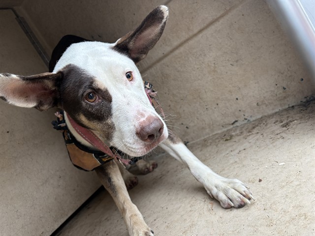 A481830, a Pit Bull Terrier (mix breed), available for adoption