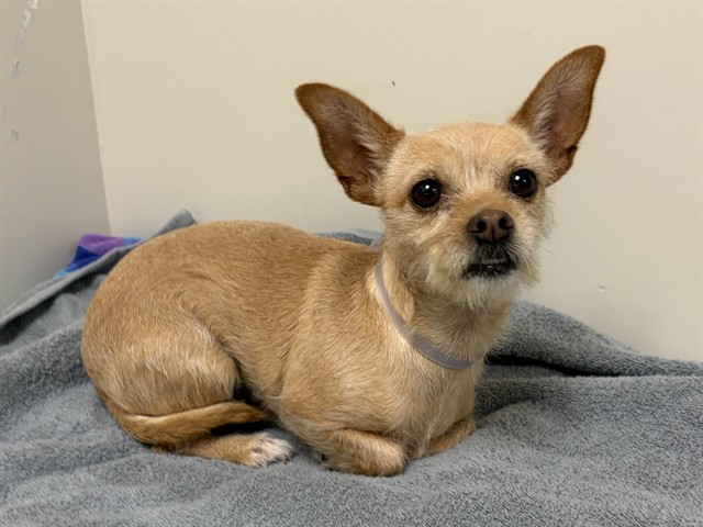 Lilie, a Terrier, available for adoption