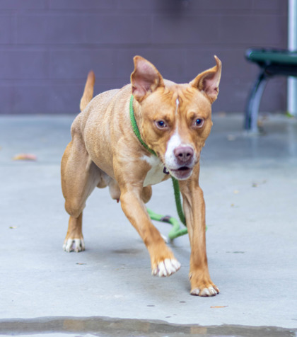 Keanu, a American Staffordshire Terrier (mix breed), available for adoption