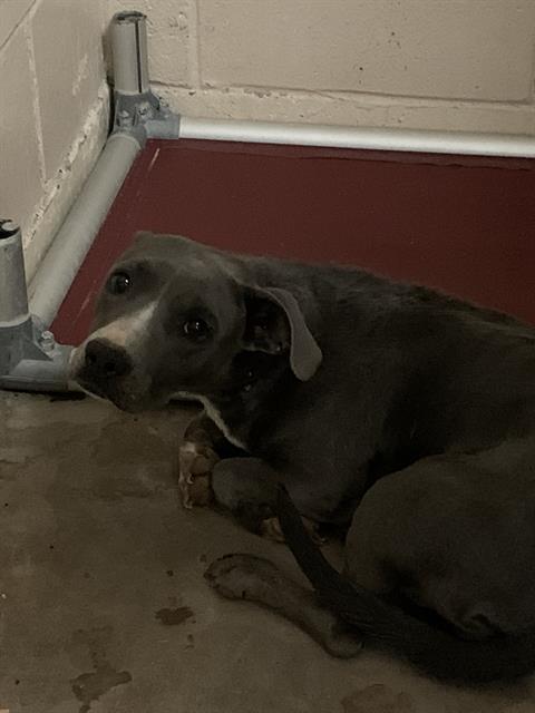 Brandy, a Pit Bull Terrier (mix breed), available for adoption
