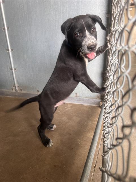 Zuko, a Catahoula Leopard Dog (mix breed), available for adoption