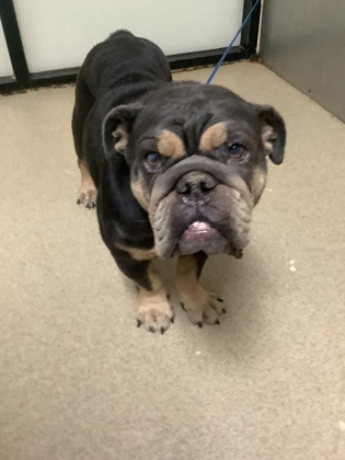 Blue Ivy, a English Bulldog, available for adoption