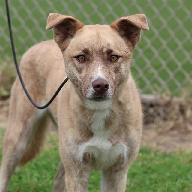 Bailee, a Anatolian Shepherd, available for adoption