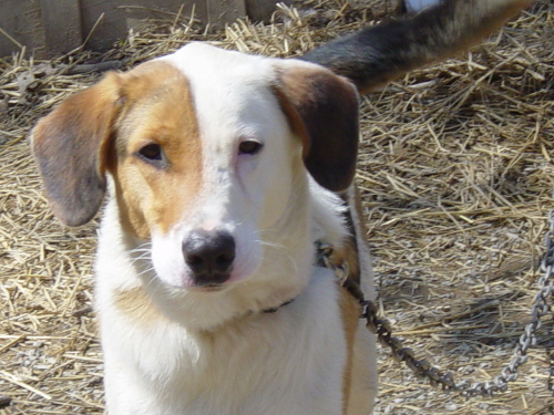 Main Photo of this Dog