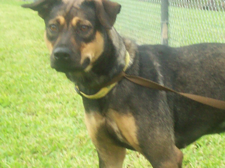 Other Photos of thie Dog