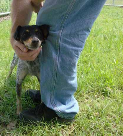 Other Photos of thie Dog