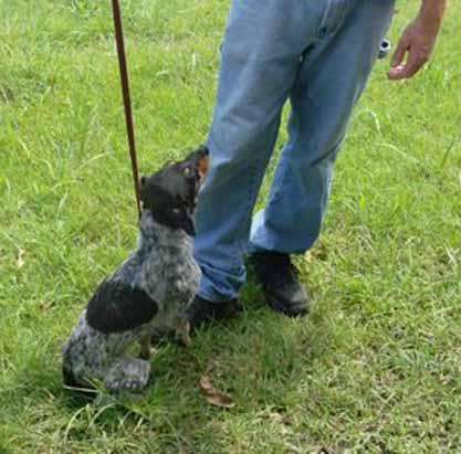Other Photos of thie Dog
