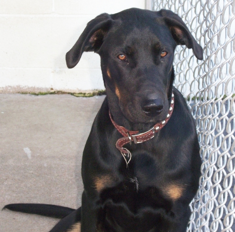 Other Photos of thie Dog