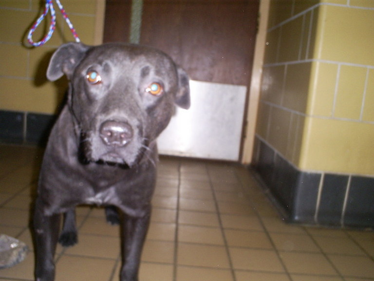 Other Photos of thie Dog