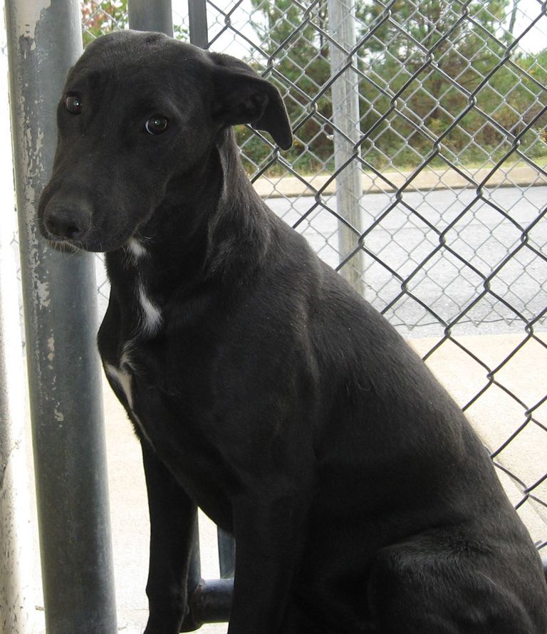 Other Photos of thie Dog