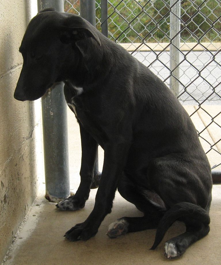 Other Photos of thie Dog