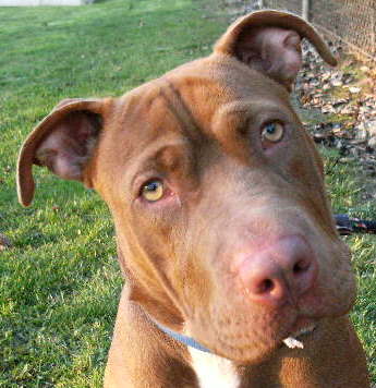 Other Photos of thie Dog