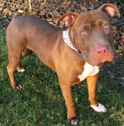 Other Photos of thie Dog