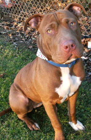 Other Photos of thie Dog