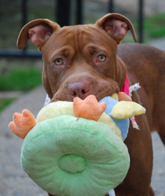 Other Photos of thie Dog