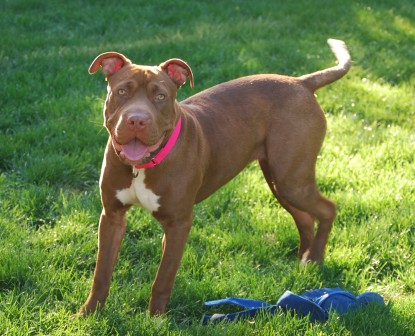 Other Photos of thie Dog