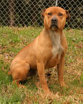Other Photos of thie Dog