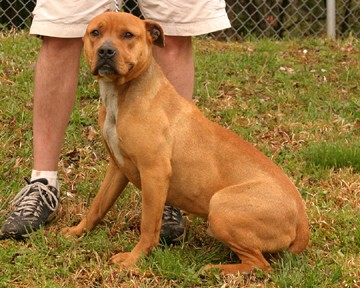 Other Photos of thie Dog