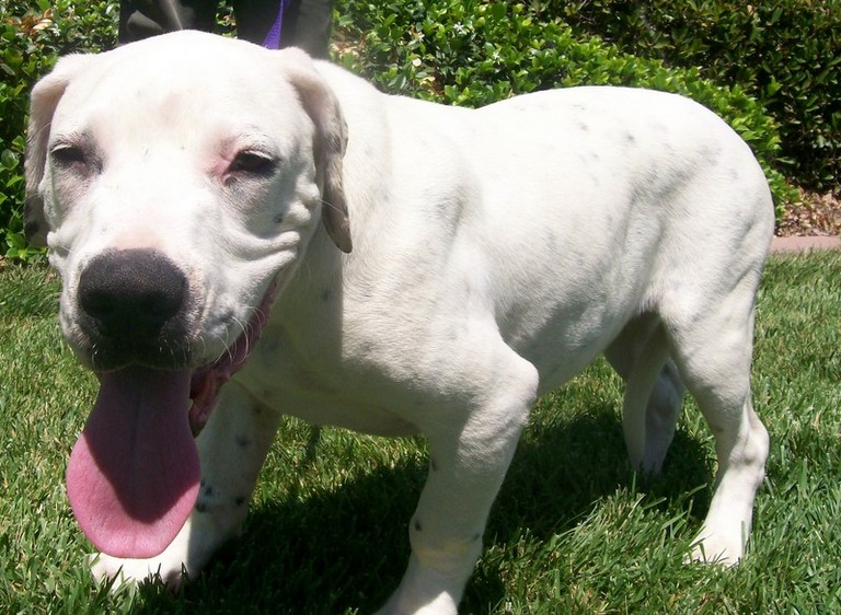 Other Photos of thie Dog