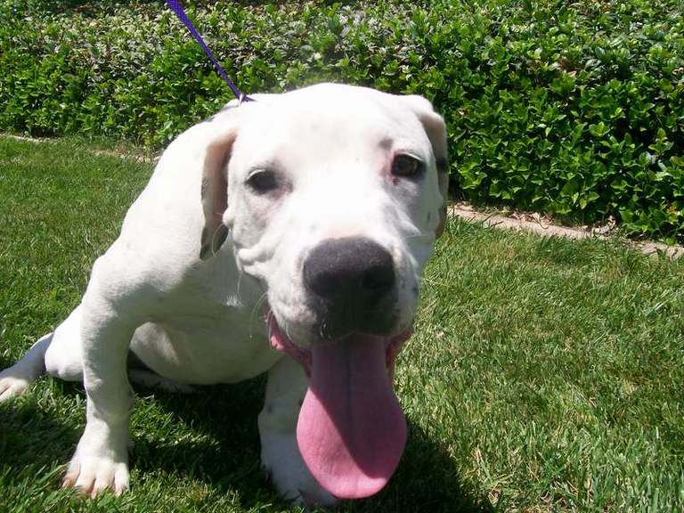 Other Photos of thie Dog