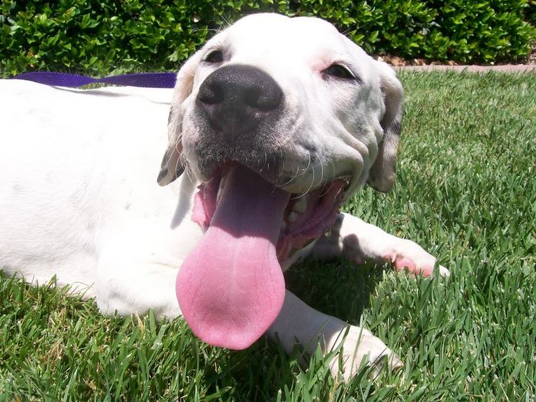 Other Photos of thie Dog