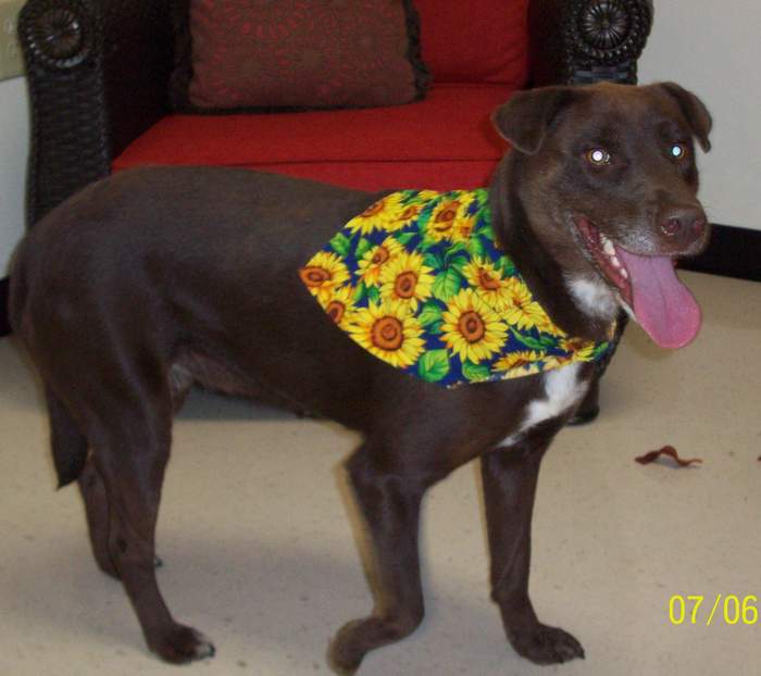 Other Photos of thie Dog