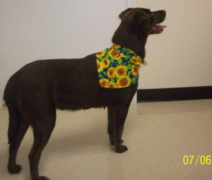 Other Photos of thie Dog