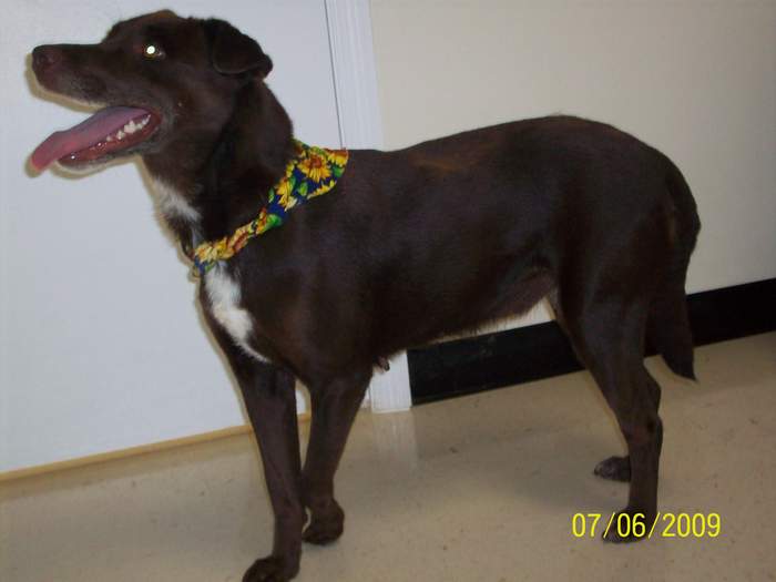 Other Photos of thie Dog