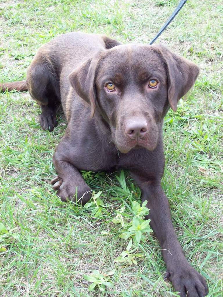 Other Photos of thie Dog