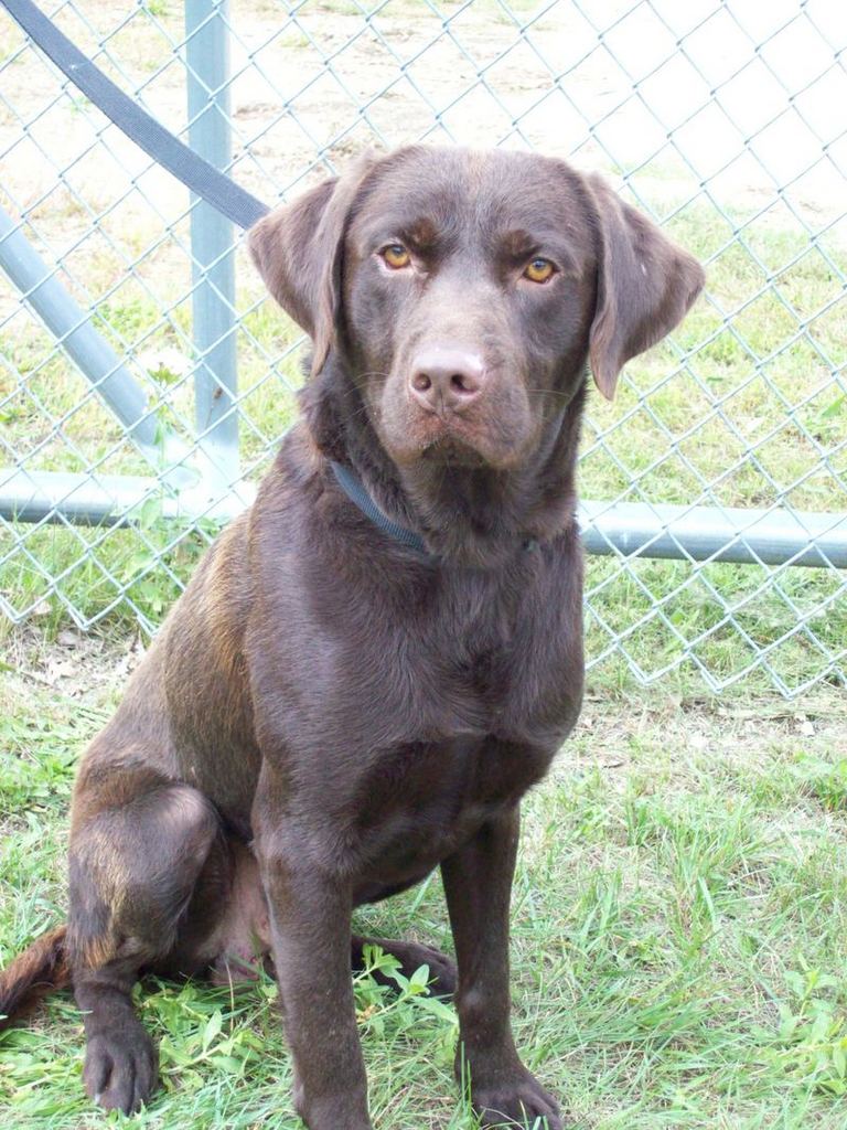 Other Photos of thie Dog