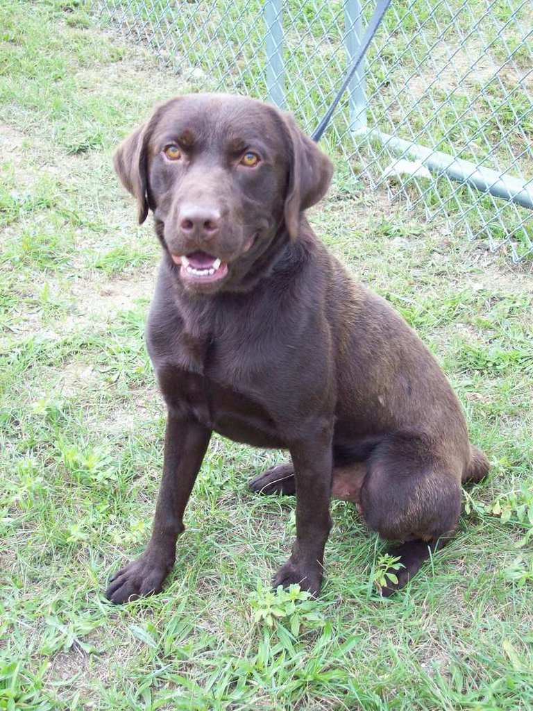 Other Photos of thie Dog