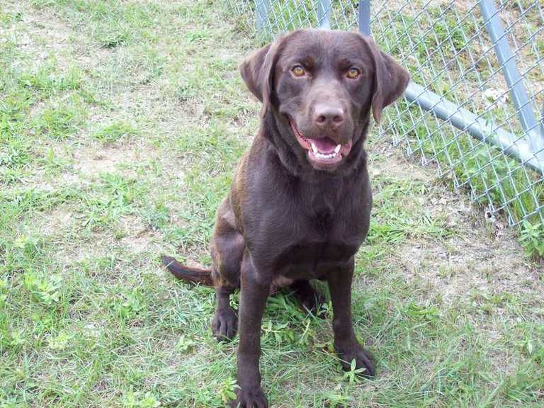 Other Photos of thie Dog