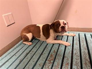 Main Photo of this Dog