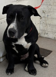 Other Photos of thie Dog