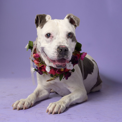Meatloaf, a Terrier, available for adoption