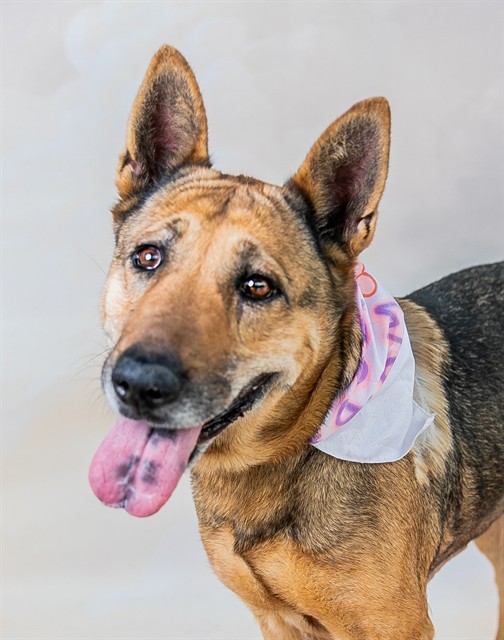 Margaret, a German Shepherd, available for adoption