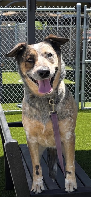 Xena, a Australian Cattle Dog/Blue Heeler, available for adoption